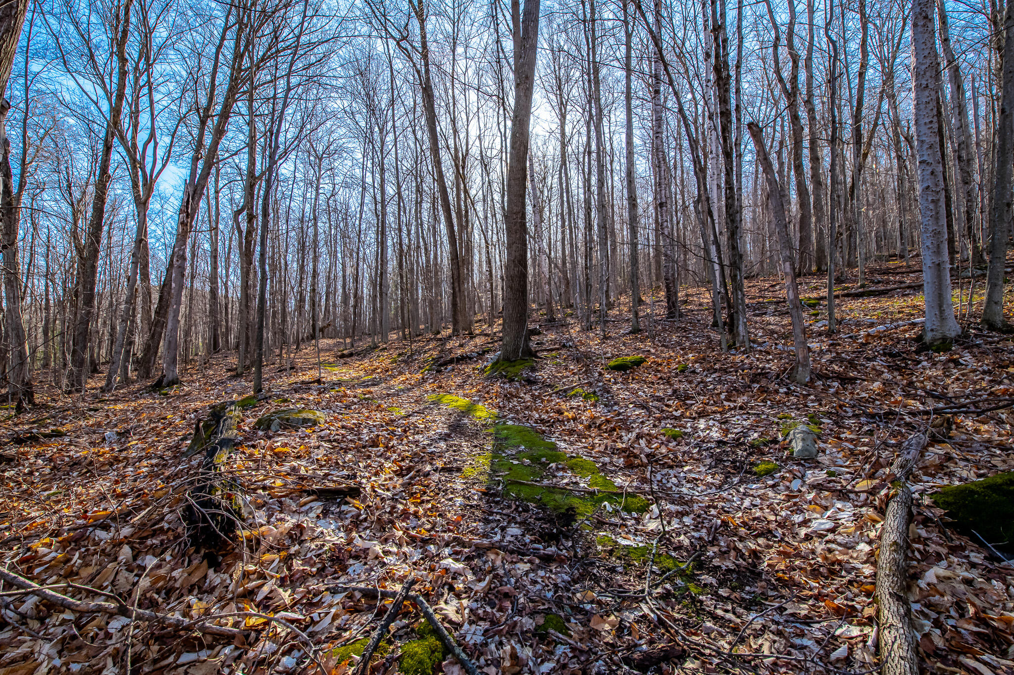 Moose Hill Way, Keene, New York image 7