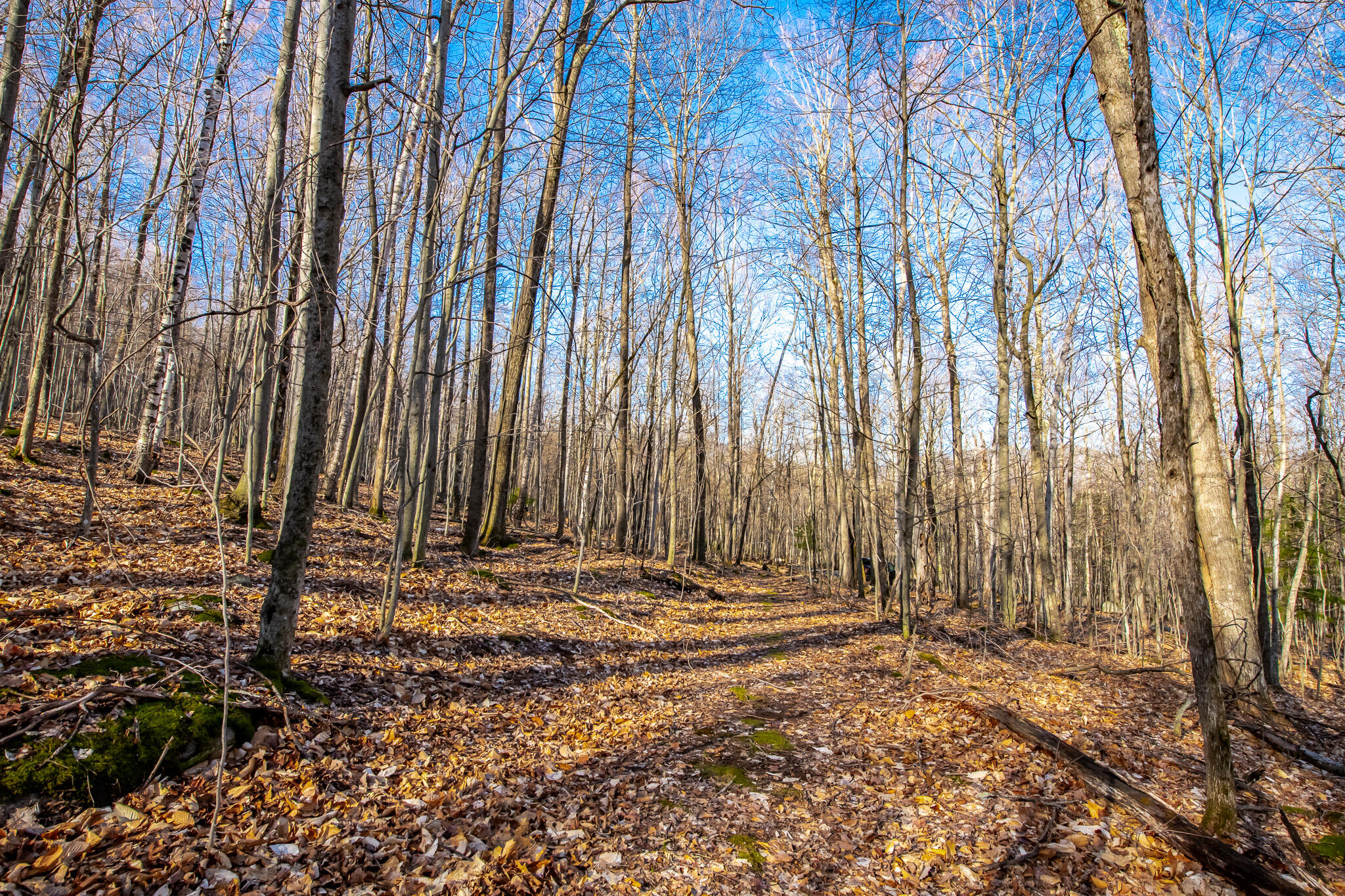 Moose Hill Way, Keene, New York image 9