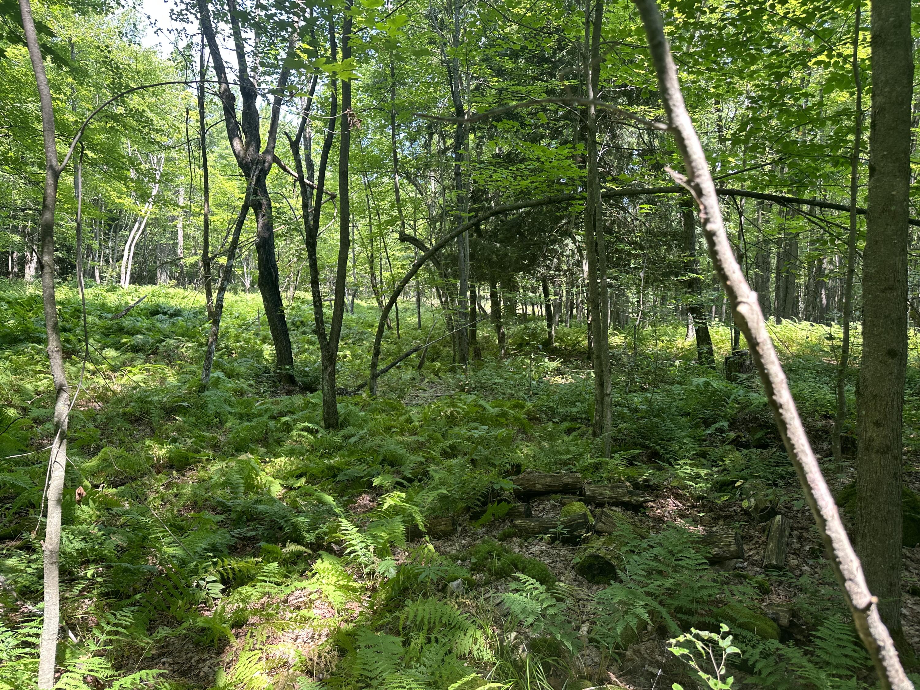 Drown Road, Mooers, New York image 4