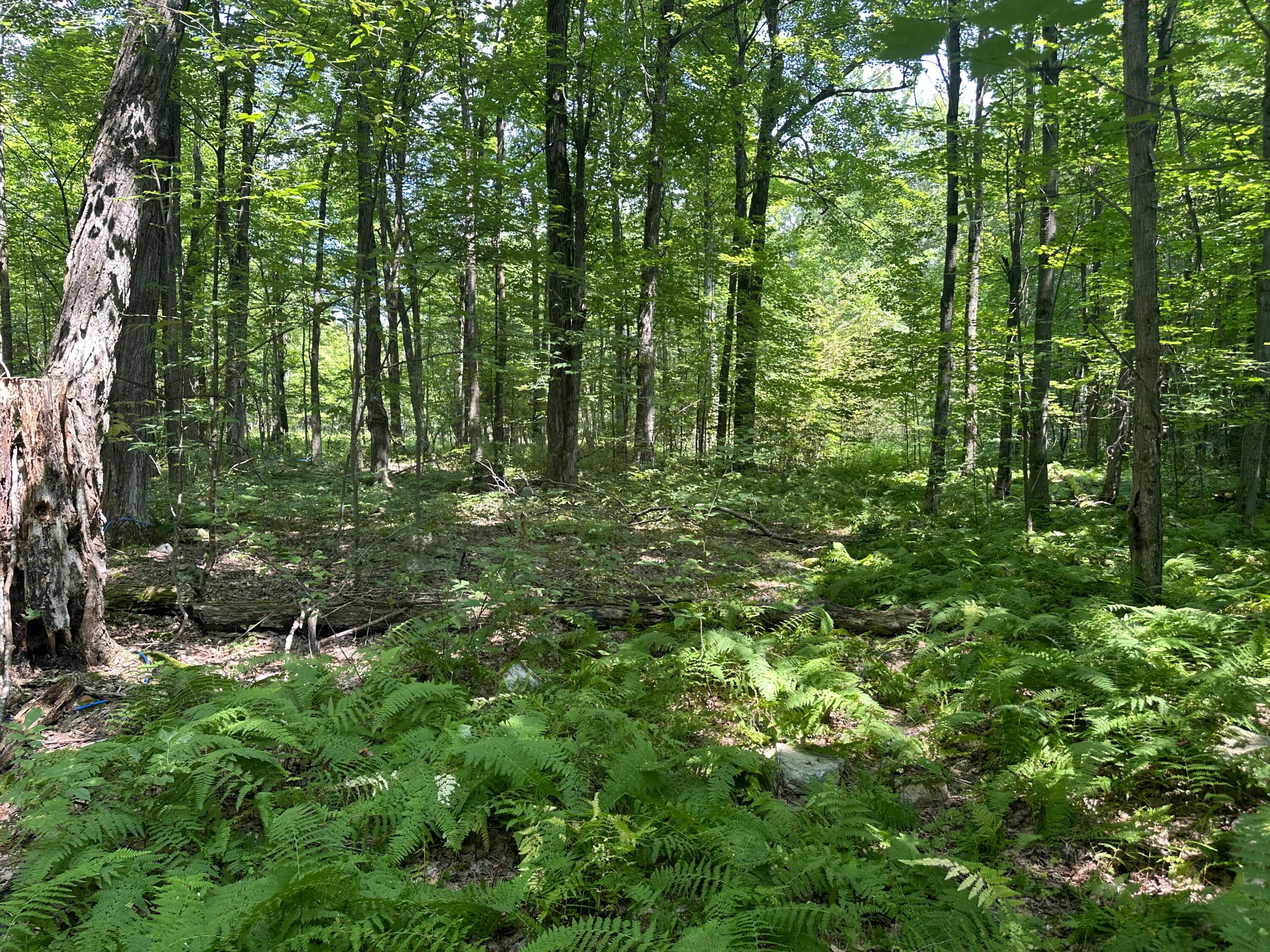 Drown Road, Mooers, New York image 6