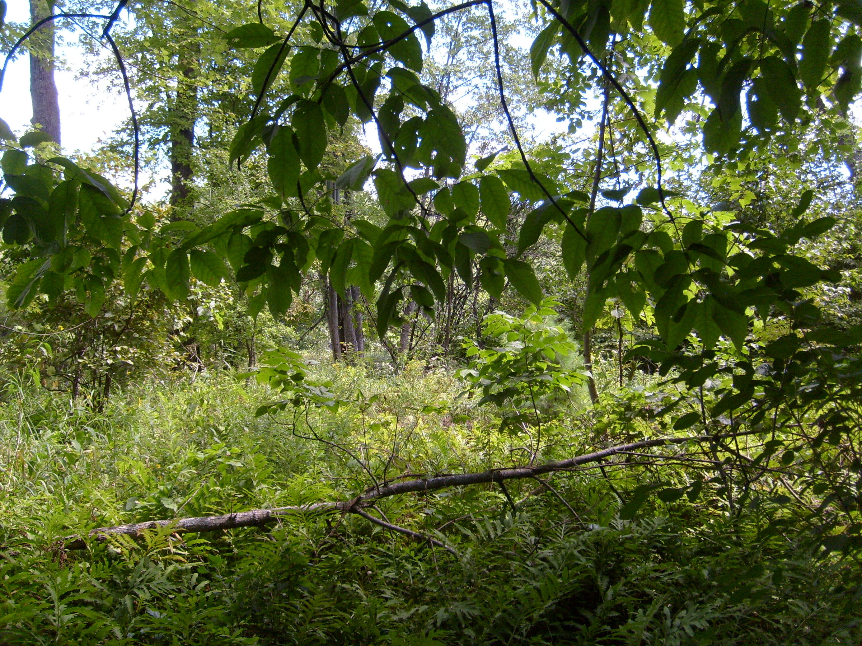 Route 9n, Au Sable Forks, New York image 22