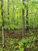# 60 Lot Signor Lane, Jay, New York image 1