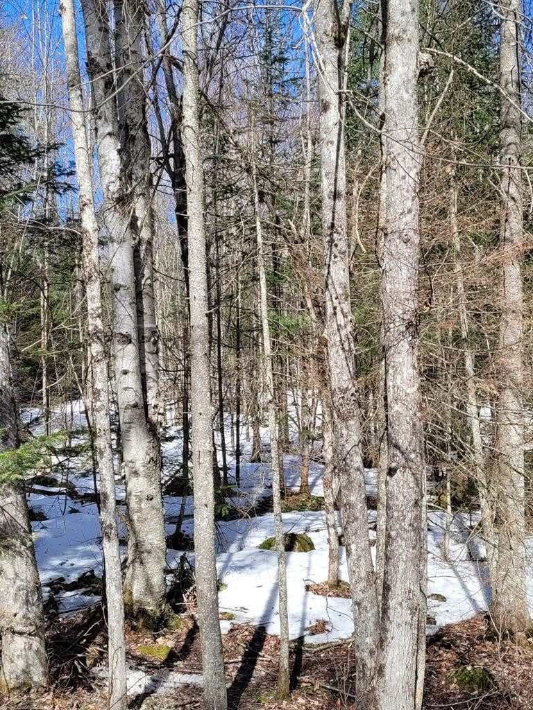 Lot 2 Alder Brook Road, Vermontville, New York image 6