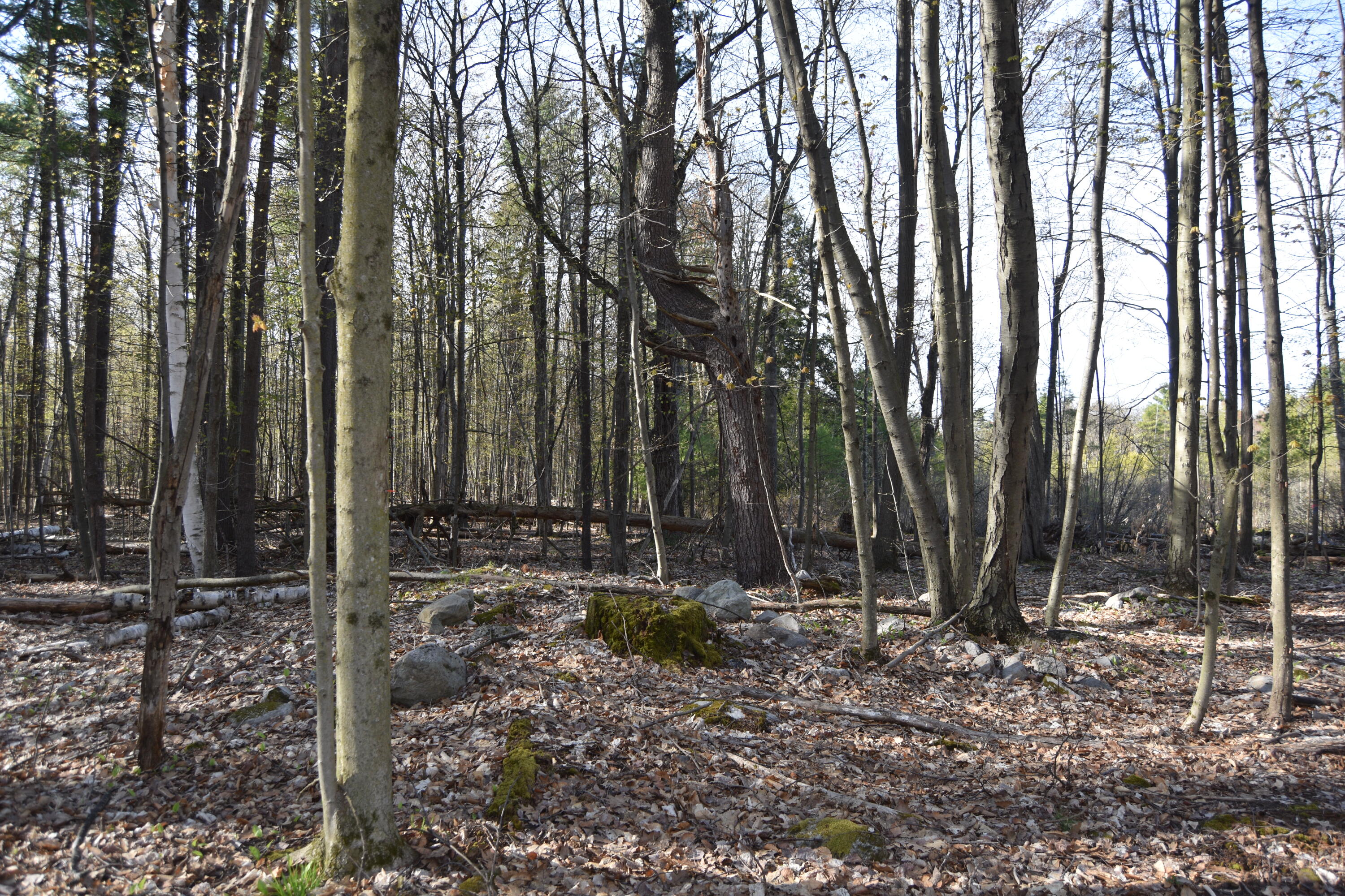 LOT 1 115 Indian Bay Road, Willsboro, New York image 6