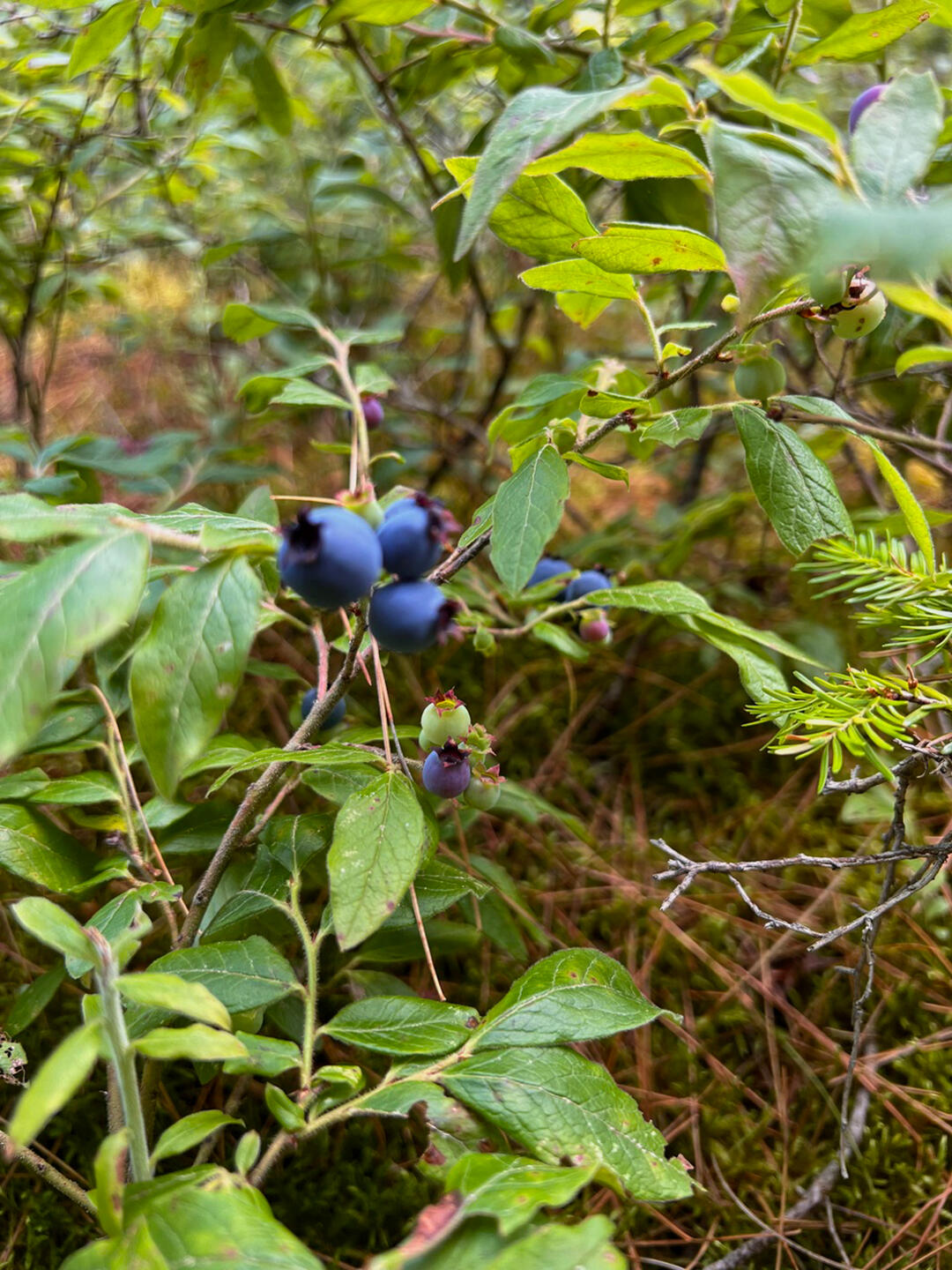 Vermontville, New York 12989, United States, ,Land,Active,164999