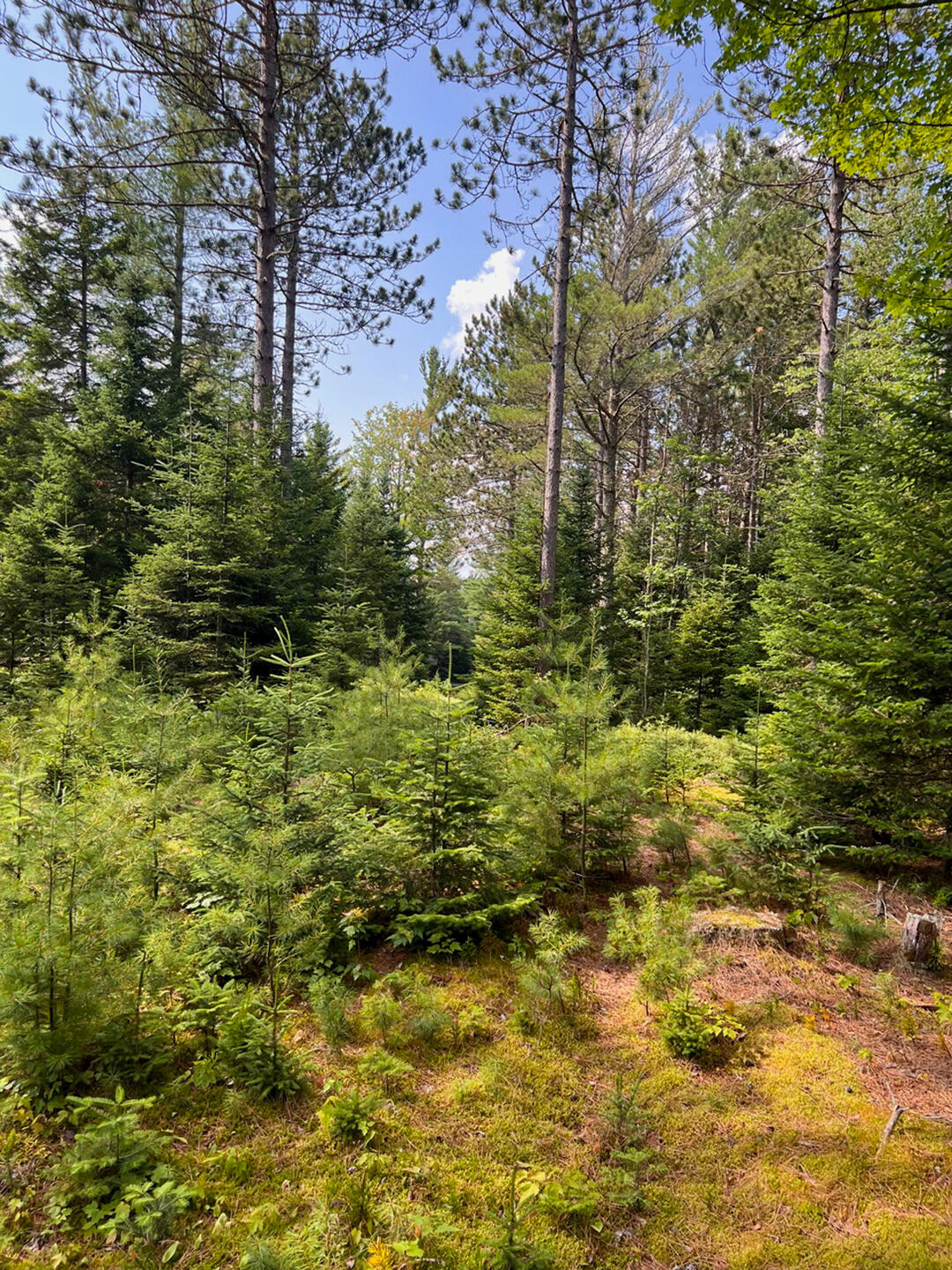 Vermontville, New York 12989, United States, ,Land,Active,164999