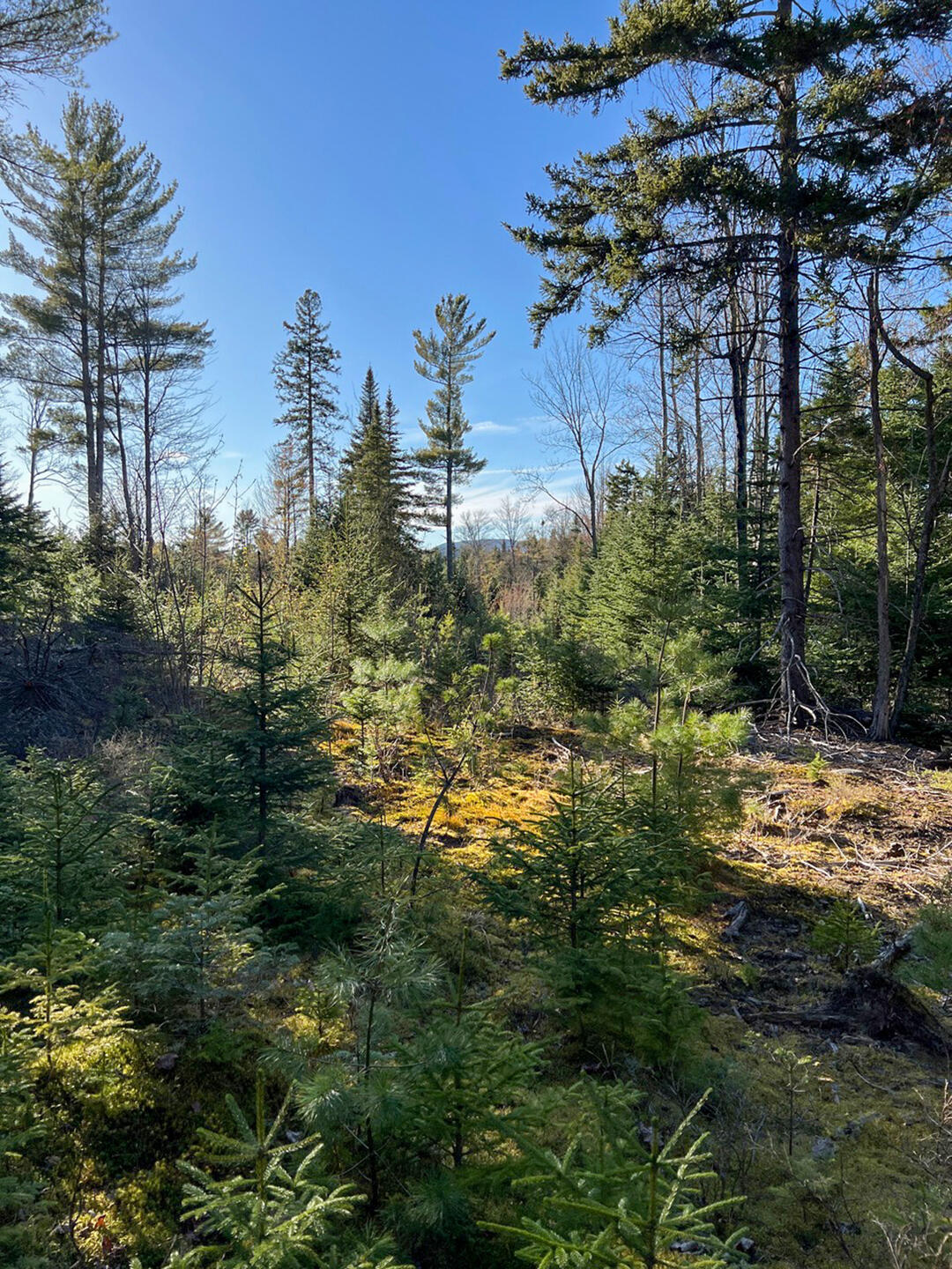 Vermontville, New York 12989, United States, ,Land,Active,164999