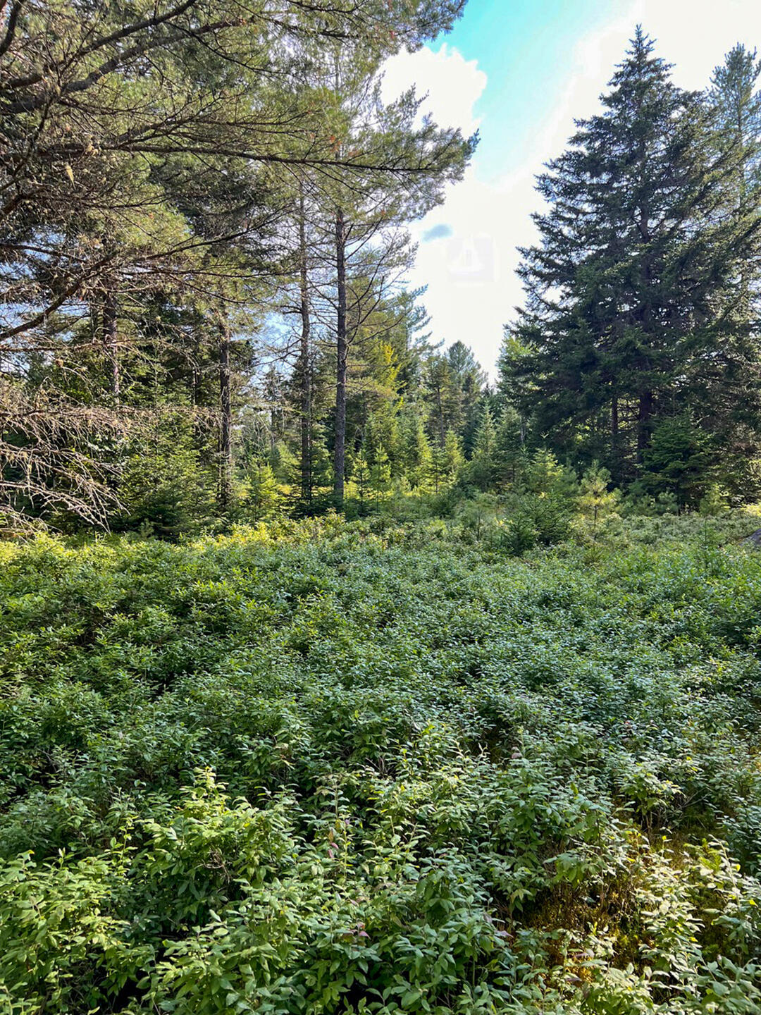 Vermontville, New York 12989, United States, ,Land,Active,164999