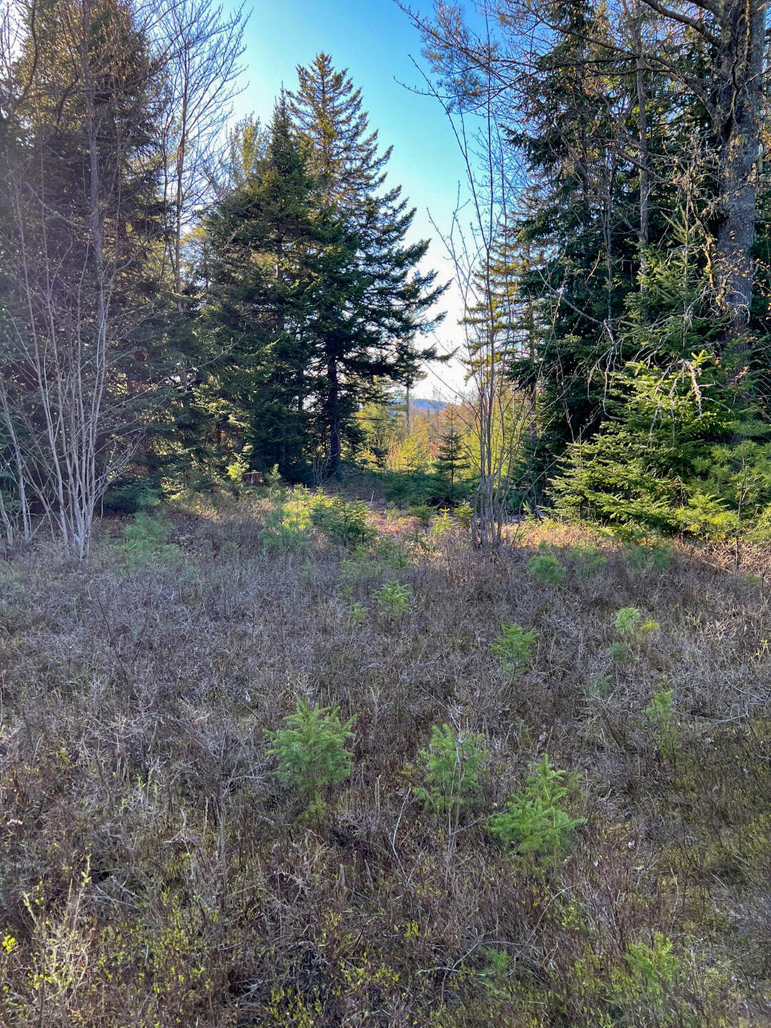 Vermontville, New York 12989, United States, ,Land,Active,164999