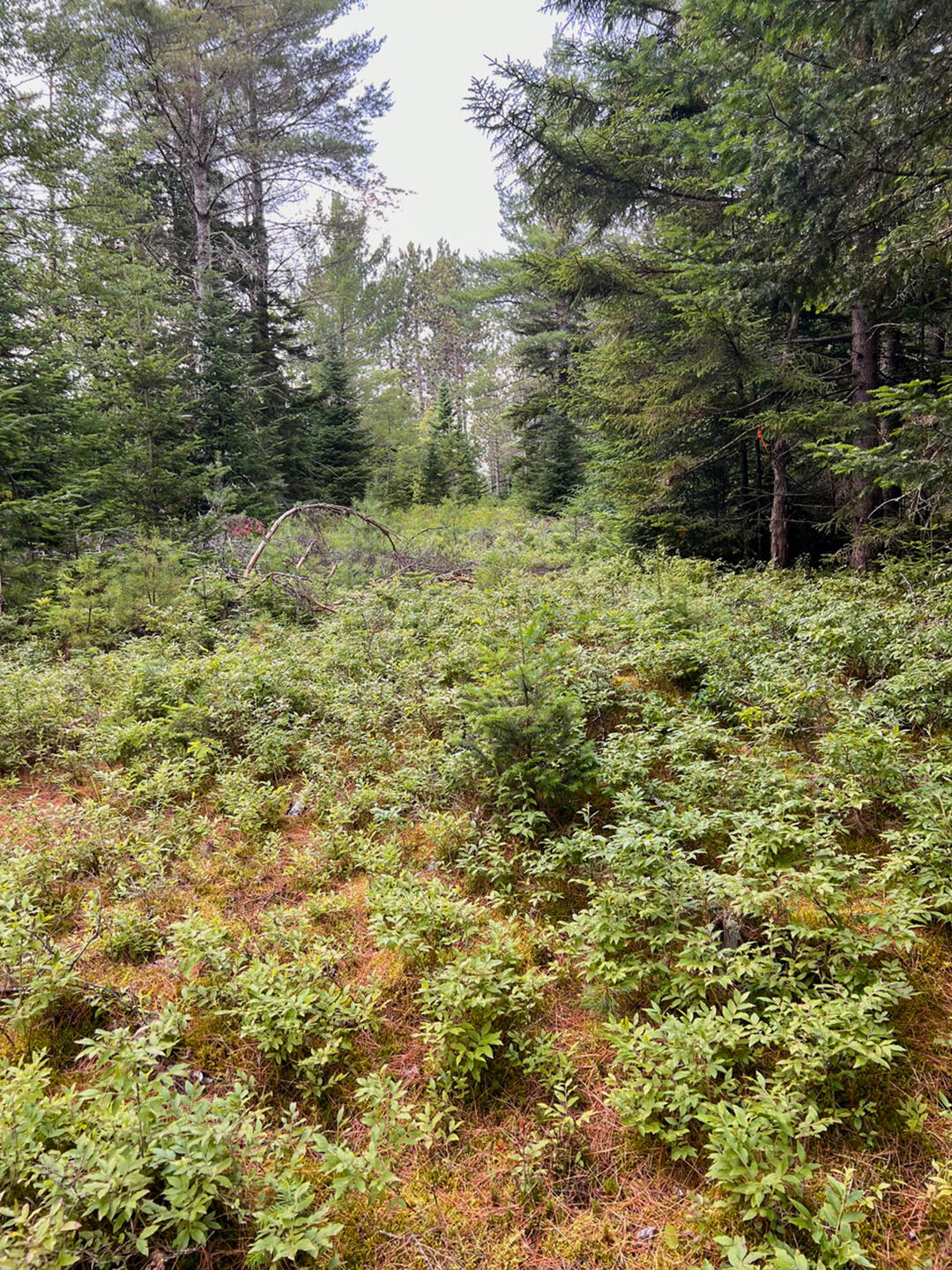 Vermontville, New York 12989, United States, ,Land,Active,164999