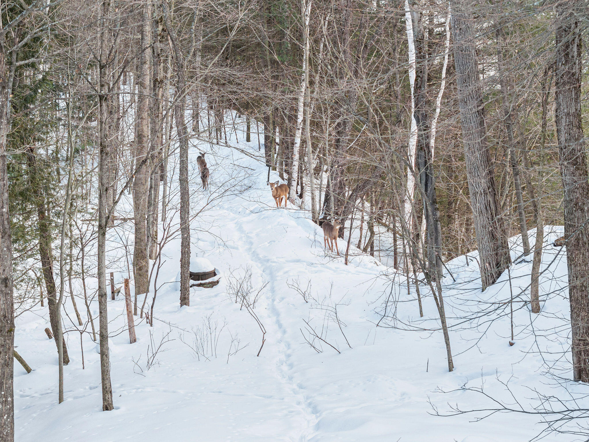 487 Forest Hill Avenue, Saranac Lake, New York image 26