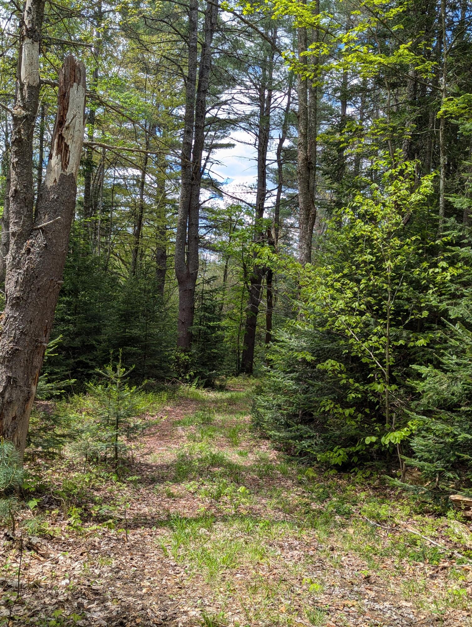 Lot #6 County Route 60, Rainbow Lake, New York image 4