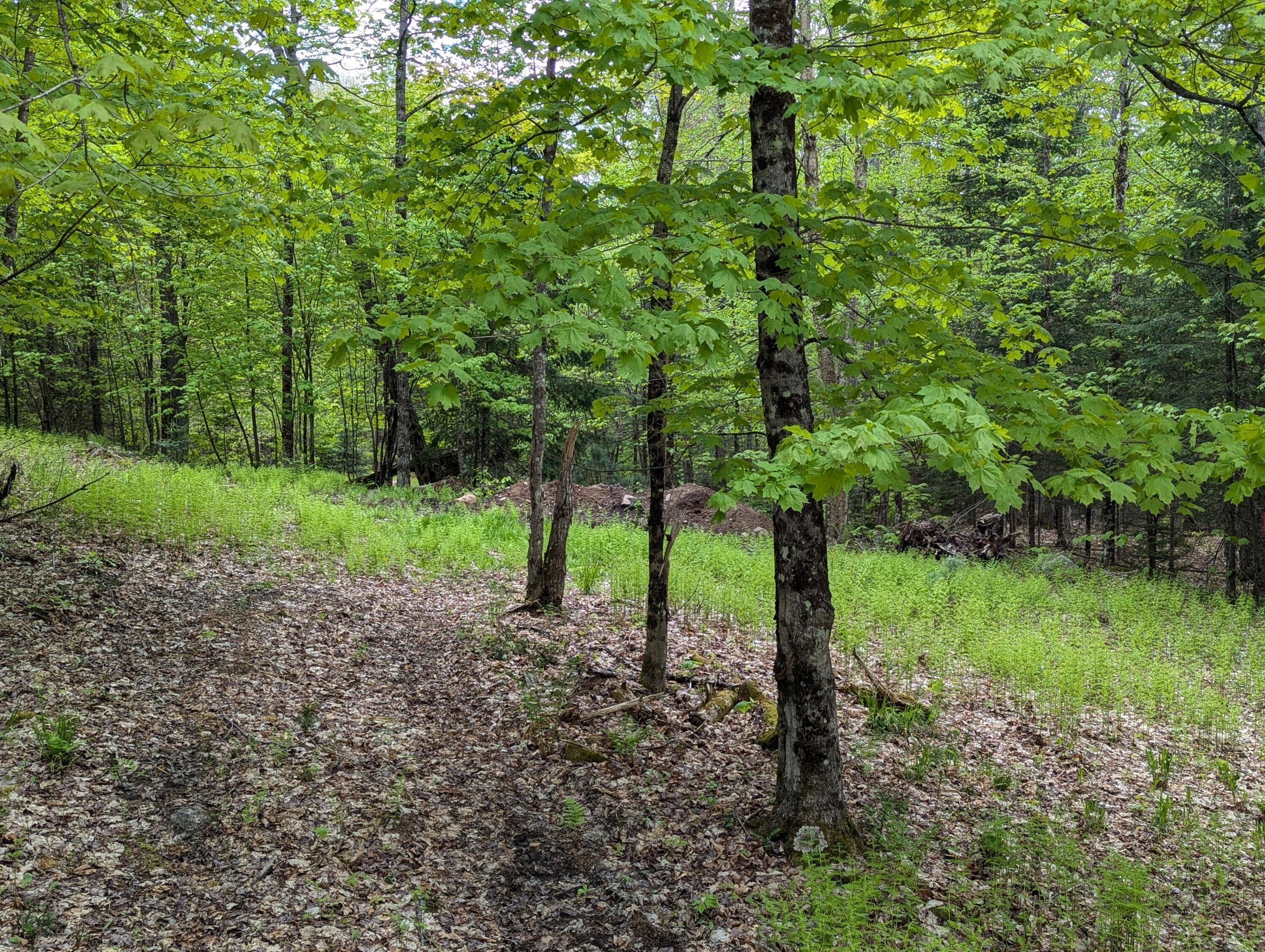 Lot #6 County Route 60, Rainbow Lake, New York image 3