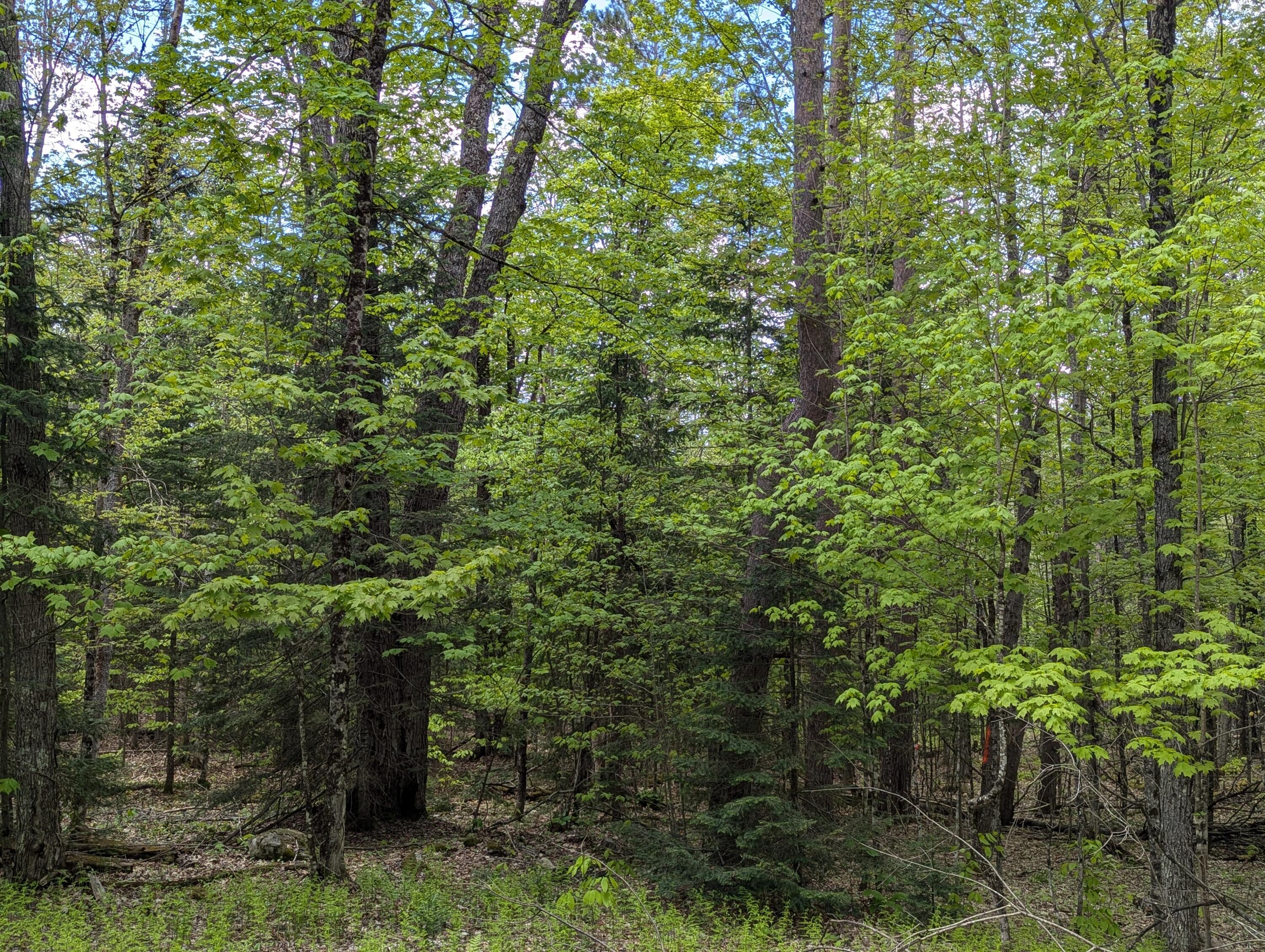 Lot #6 County Route 60, Rainbow Lake, New York image 5