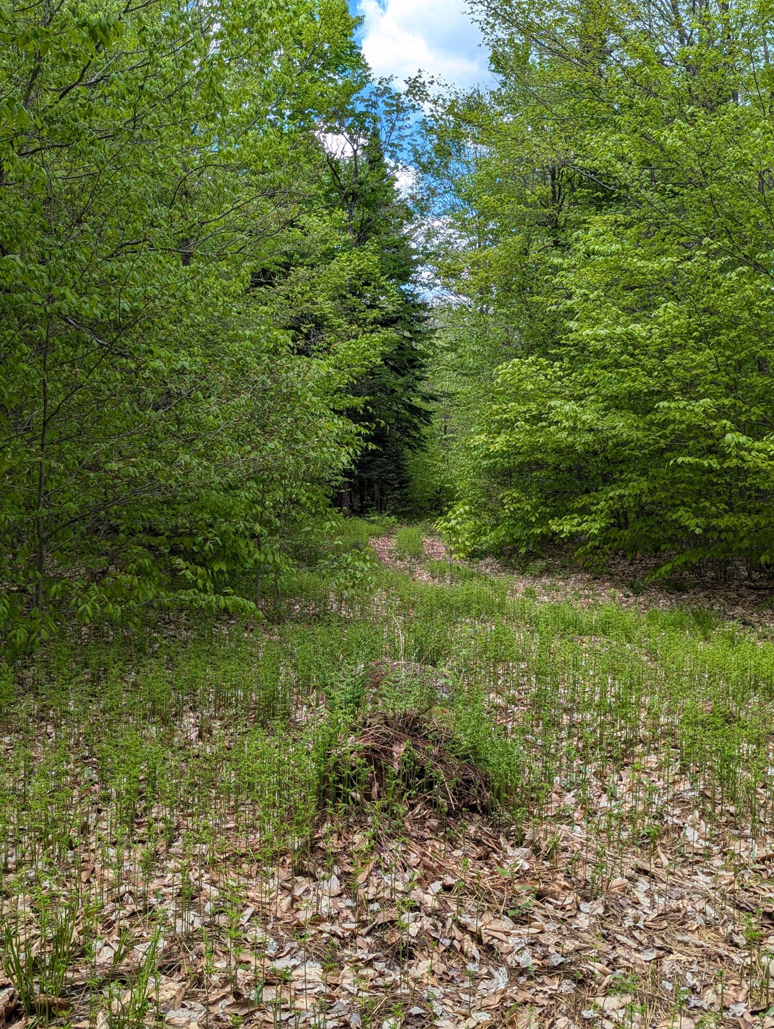 Lot #6 County Route 60, Rainbow Lake, New York image 7