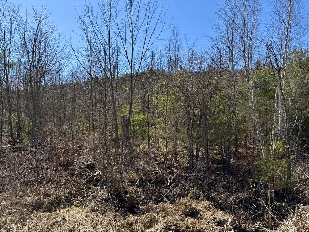197 Moss Road, Lewis, New York image 1
