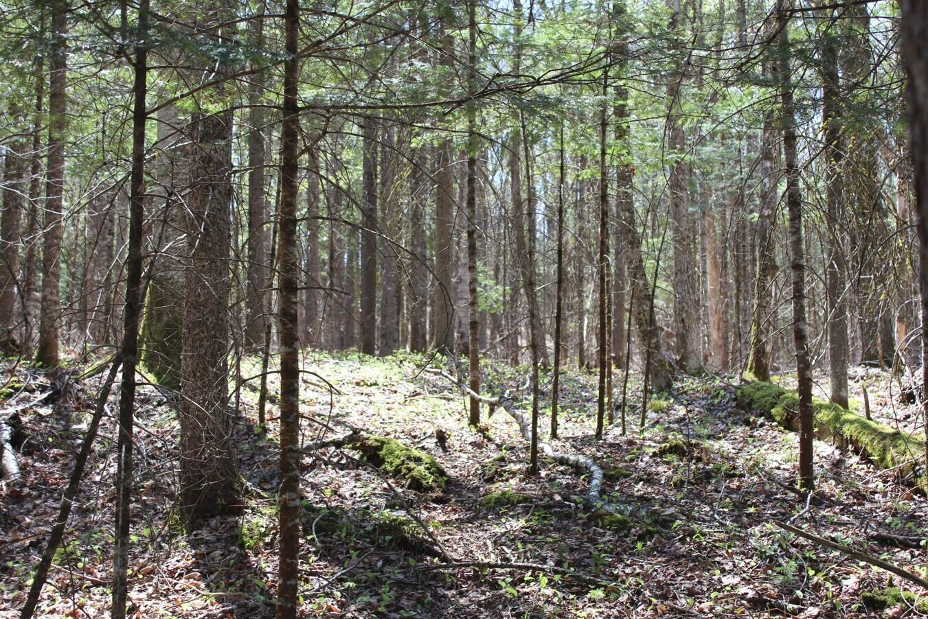 Evergreen Road, Indian Lake, New York image 2