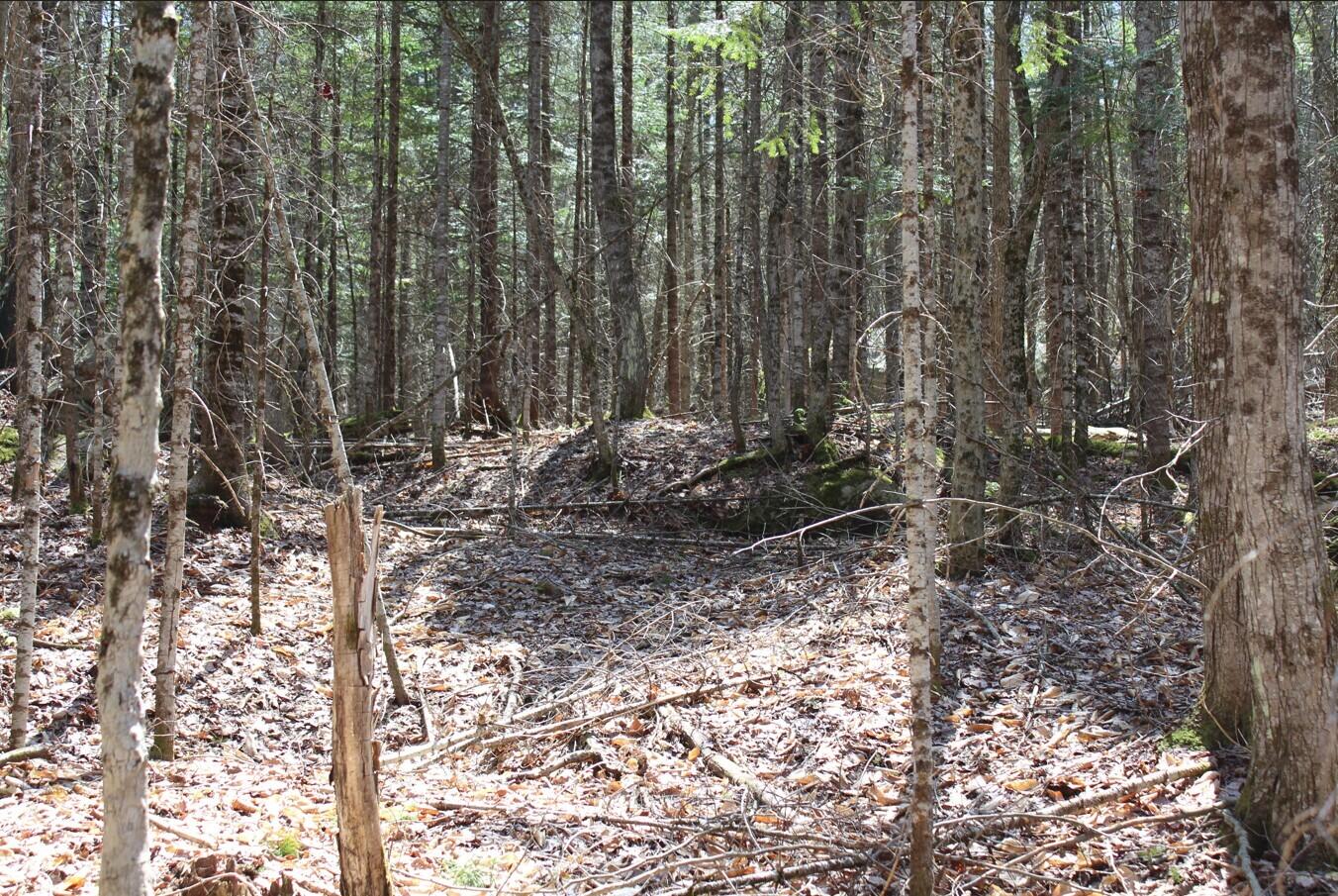 Evergreen Road, Indian Lake, New York image 4