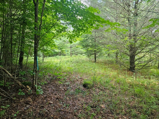 9907 SH 3, PIERCEFIELD, NY 12973 - Image b56e2abdfeee9042c80fc7dbffe7f1d6/2695946813