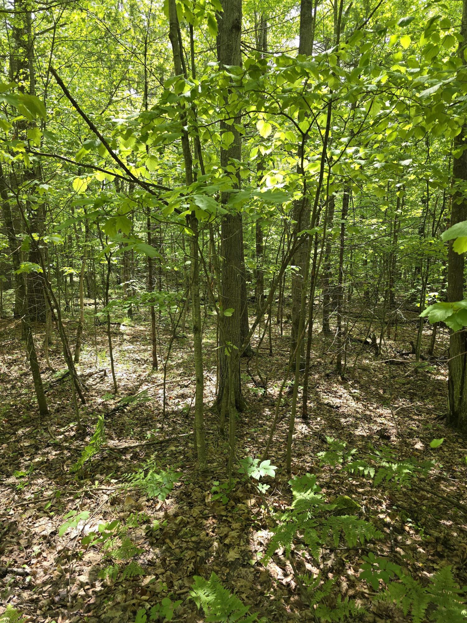 Butternut Lane, Jay, New York image 1