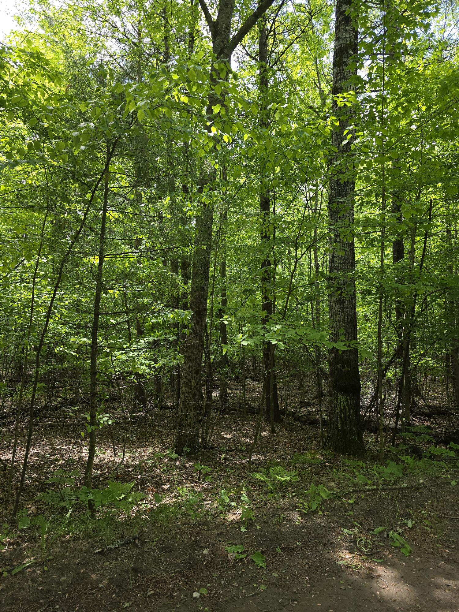 Butternut Lane, Jay, New York image 3