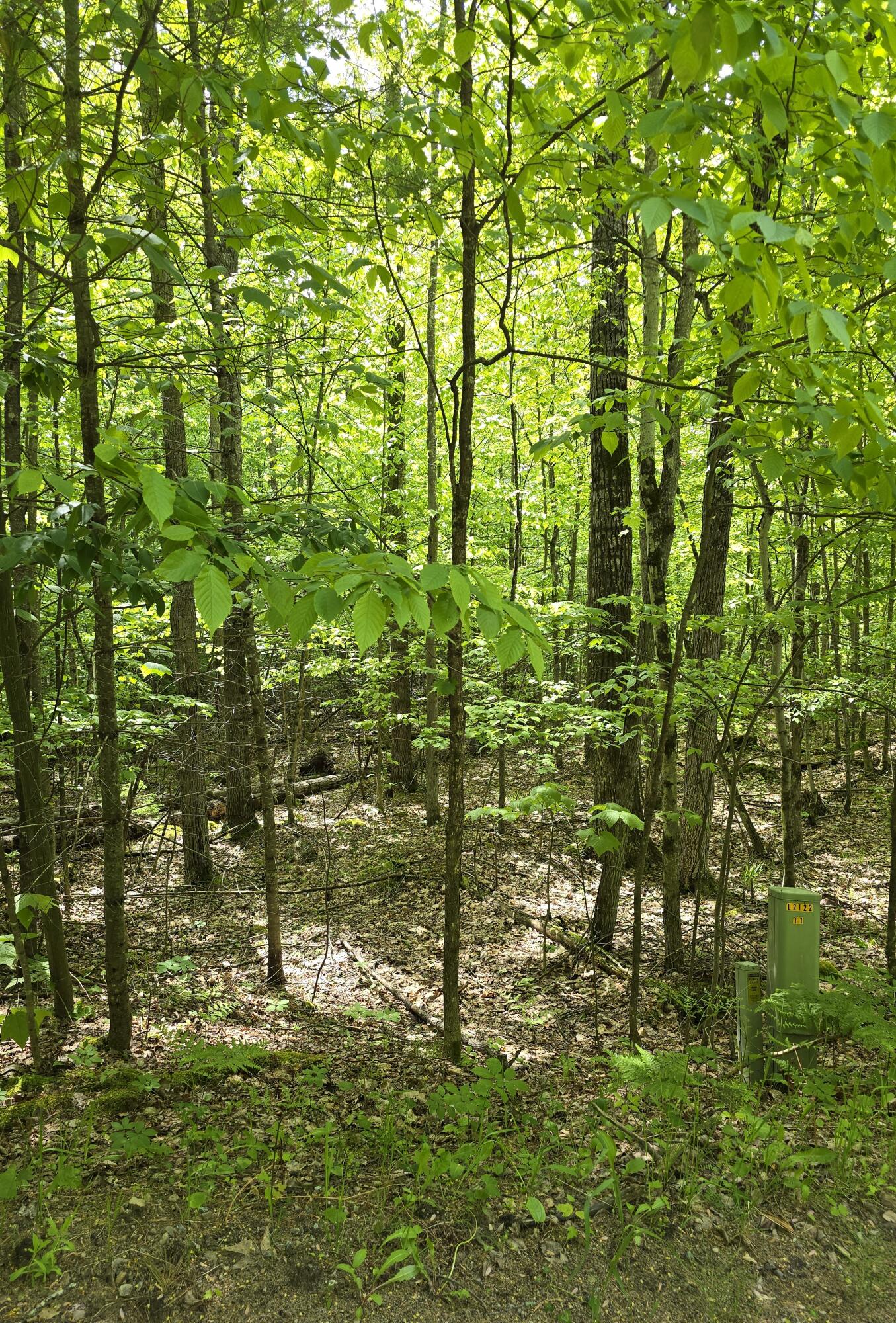 Butternut Lane, Jay, New York image 2