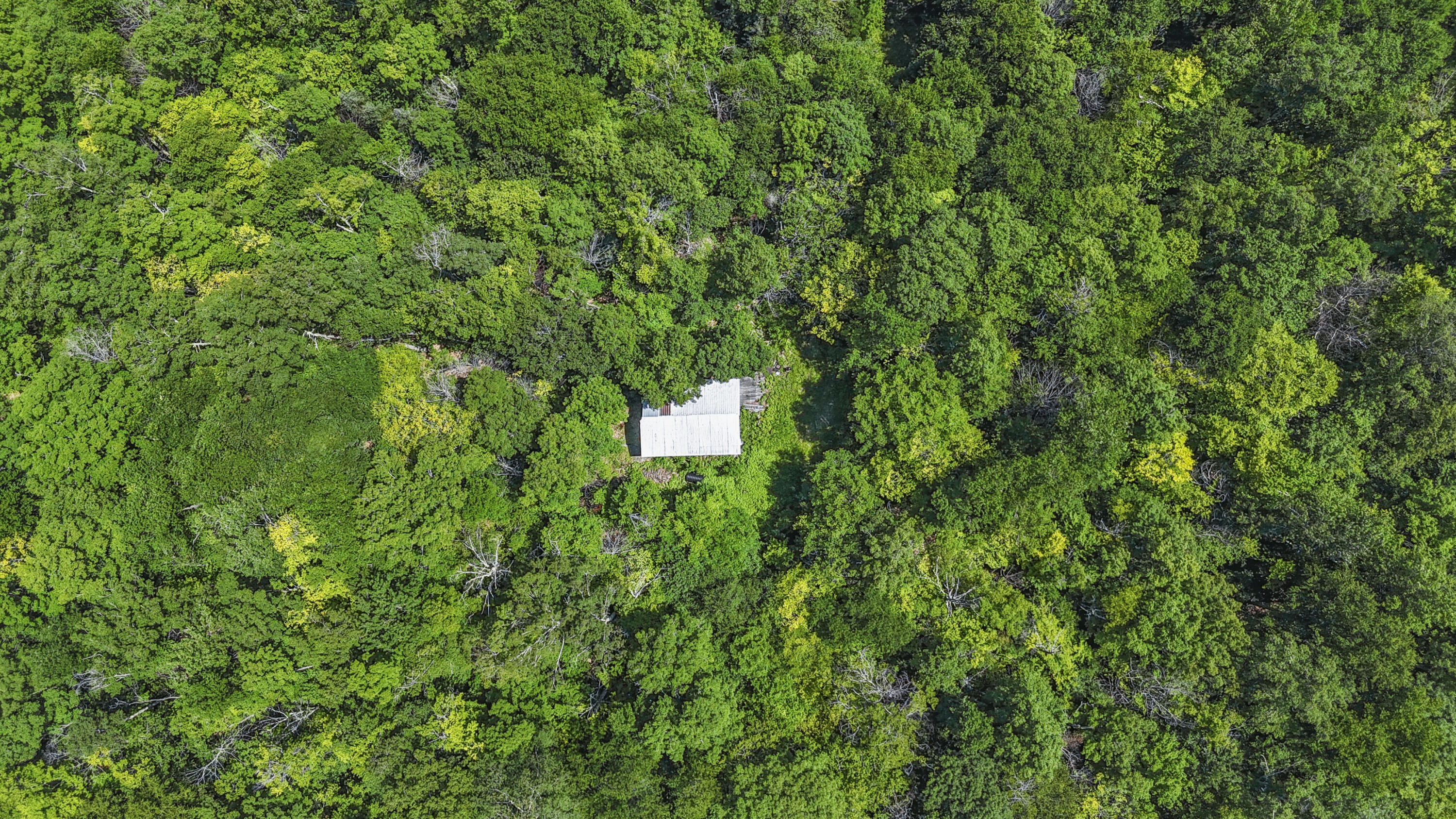 359 Bear Cub Lane #6