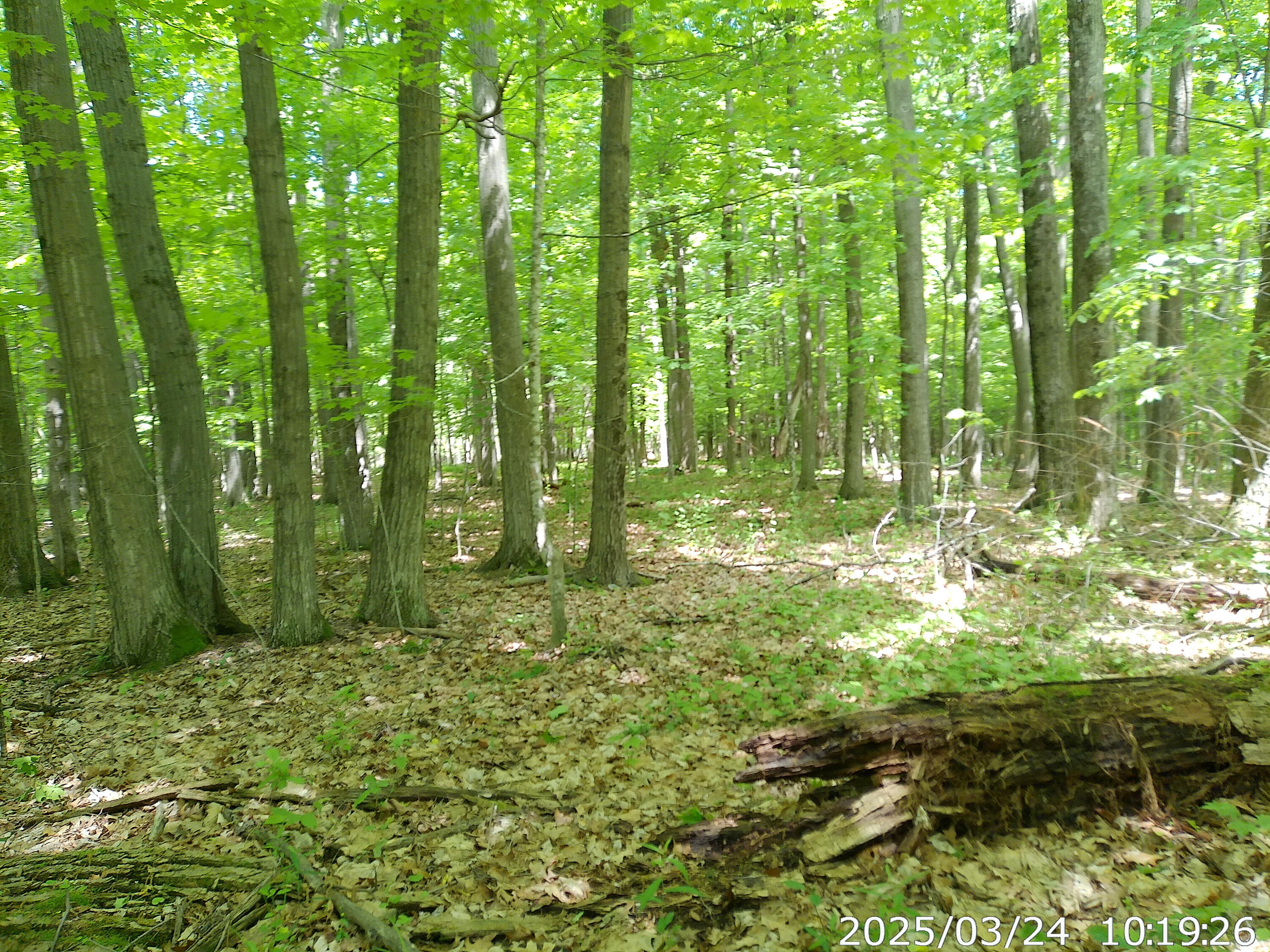 Vista Drive, Willsboro, New York image 4
