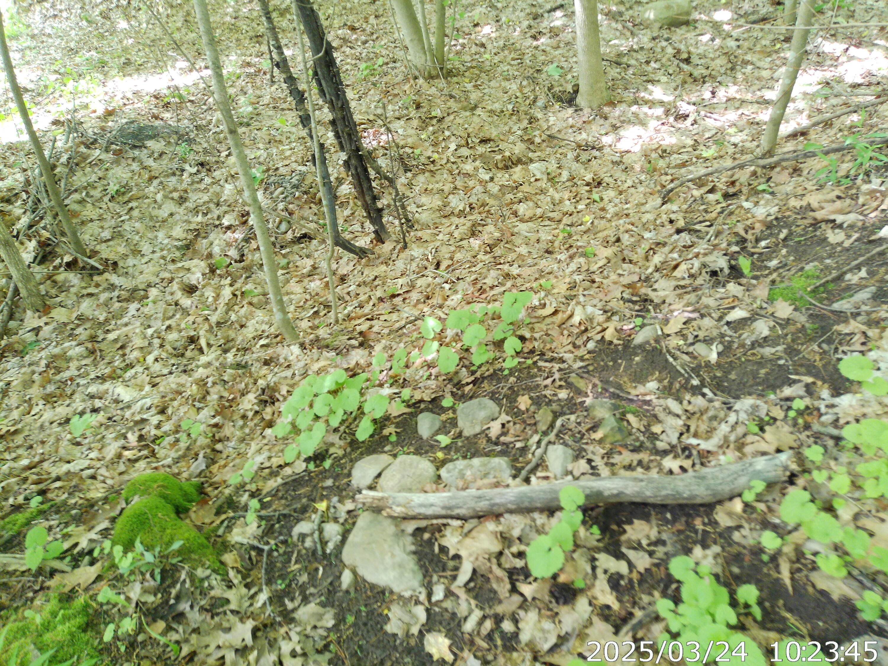 Vista Drive, Willsboro, New York image 11