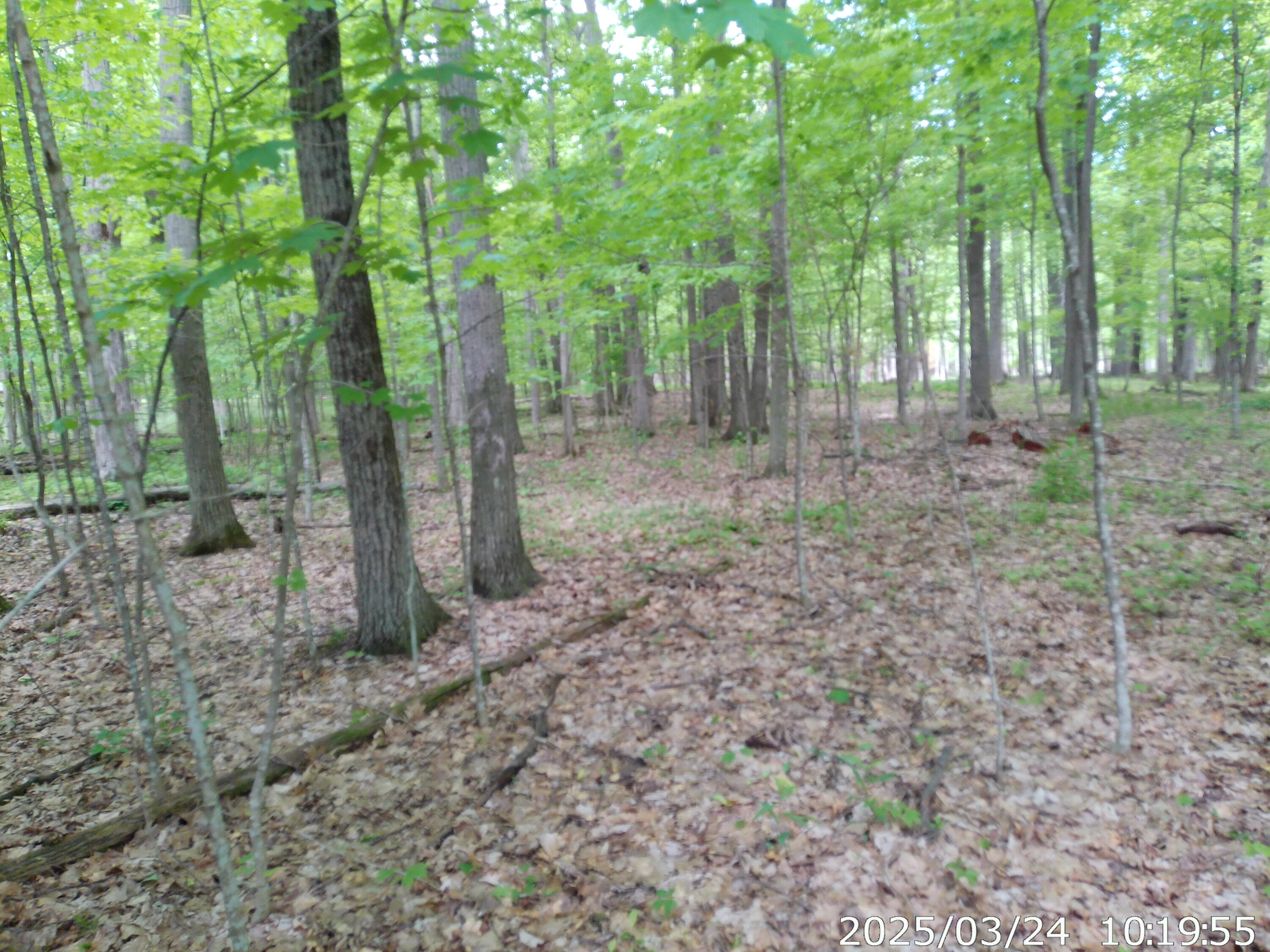 Vista Drive, Willsboro, New York image 6