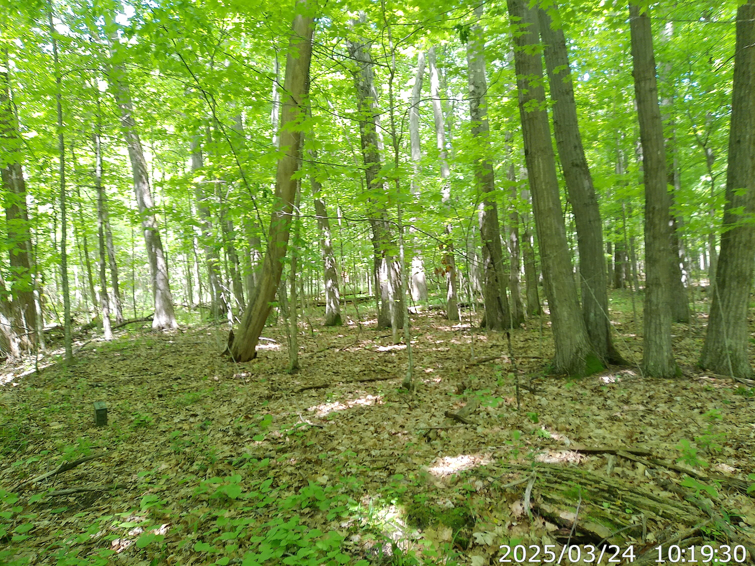Vista Drive, Willsboro, New York image 5