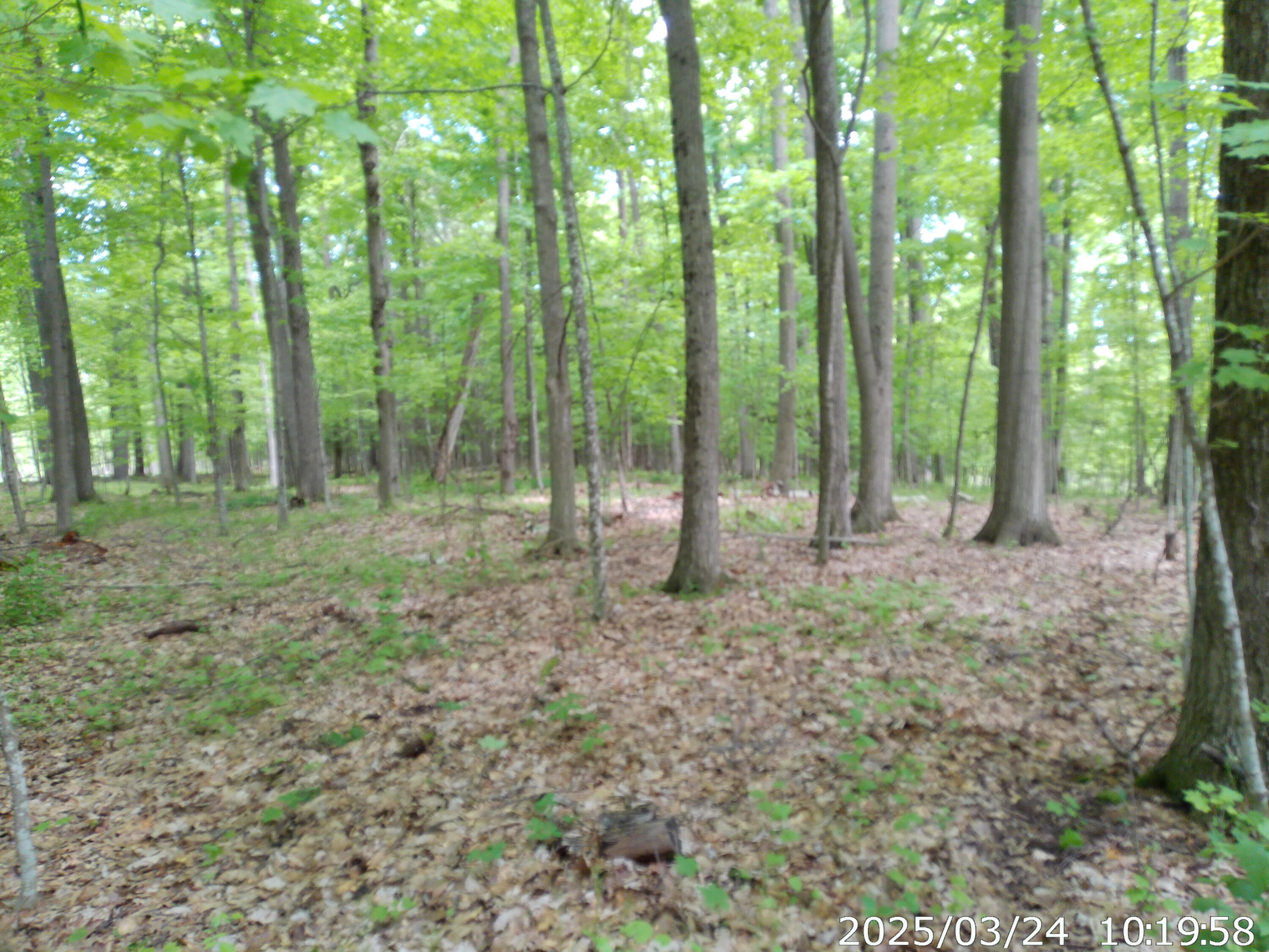 Vista Drive, Willsboro, New York image 7