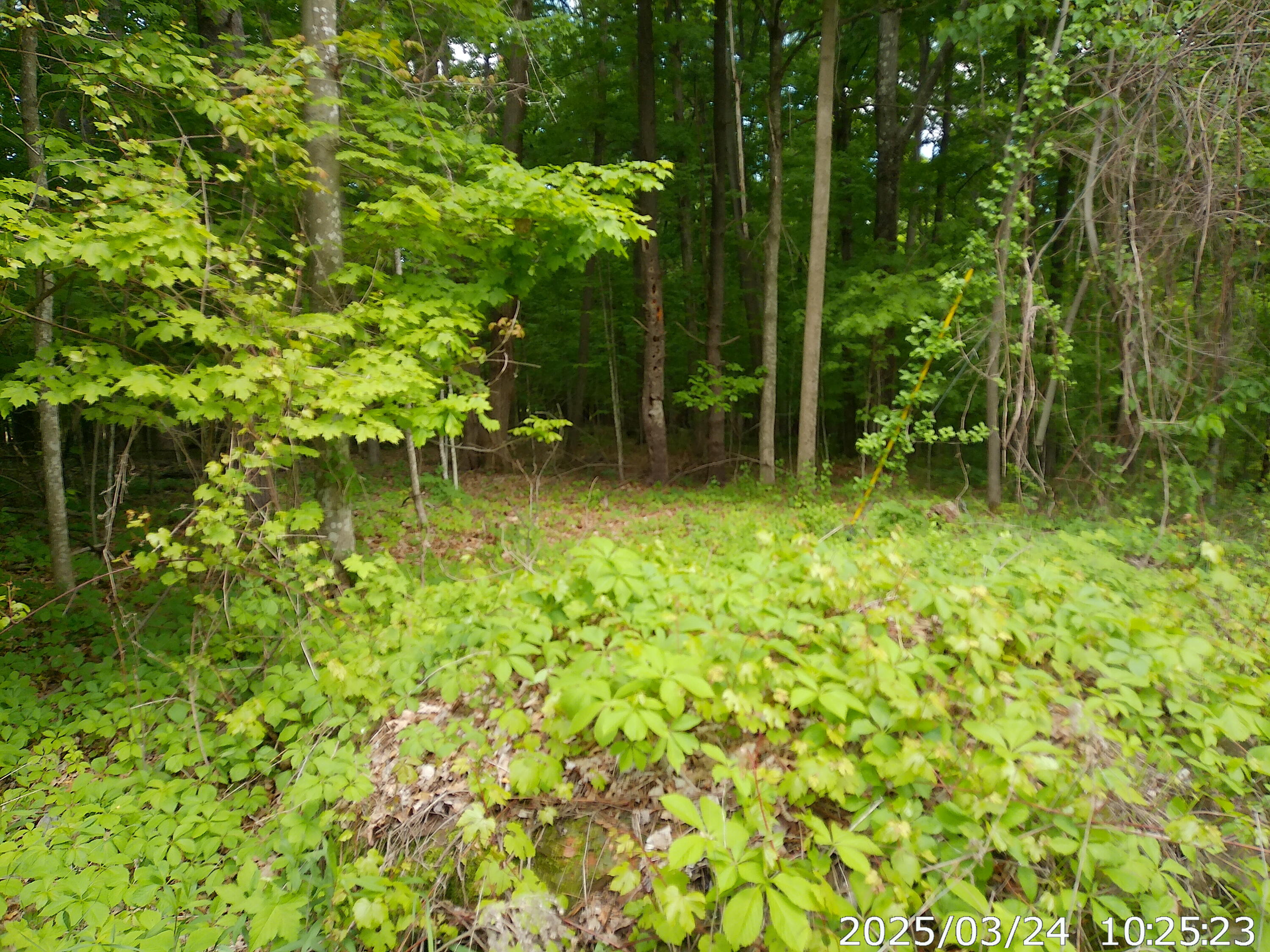 Vista Drive, Willsboro, New York image 12
