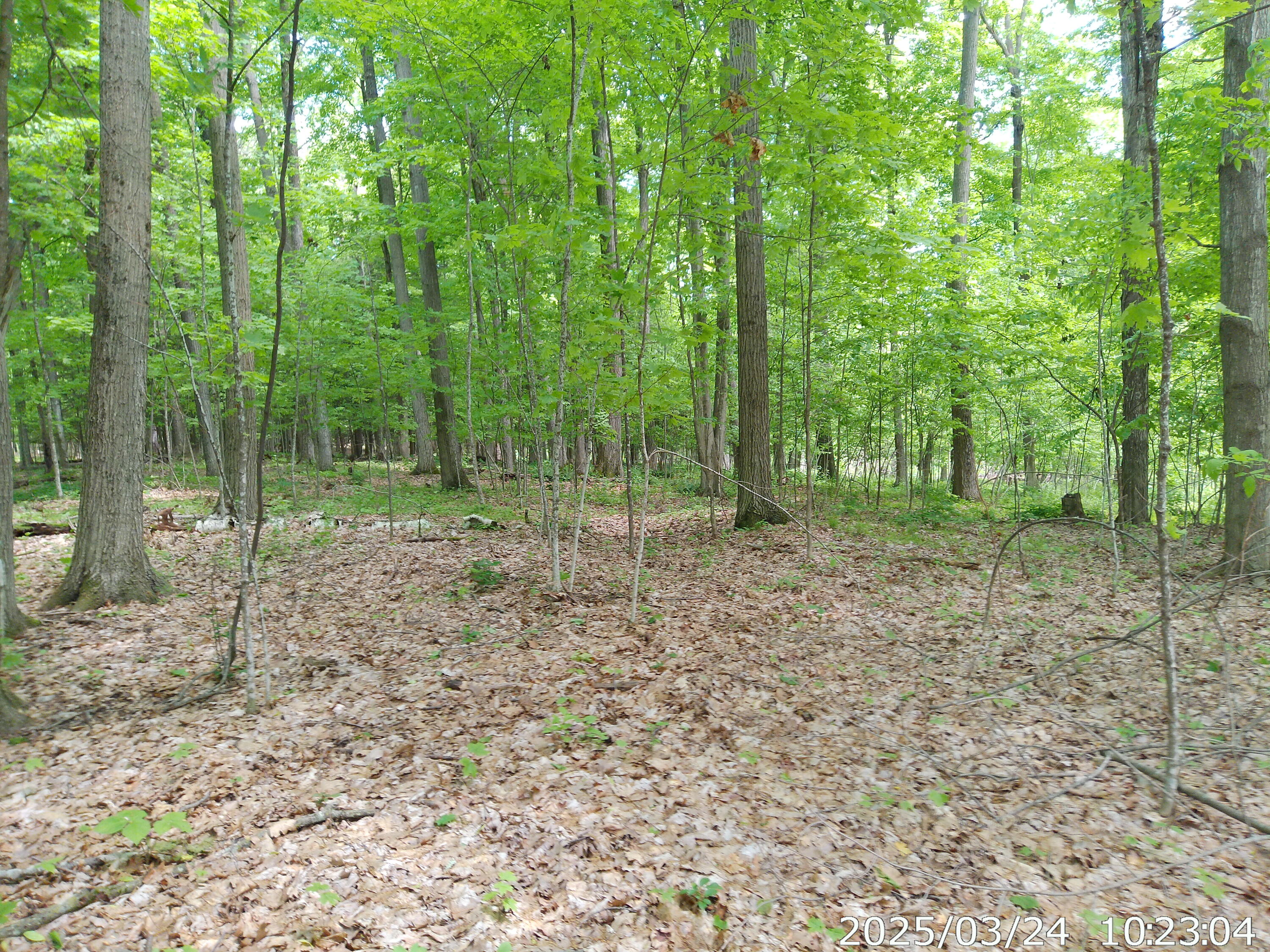 Vista Drive, Willsboro, New York image 8