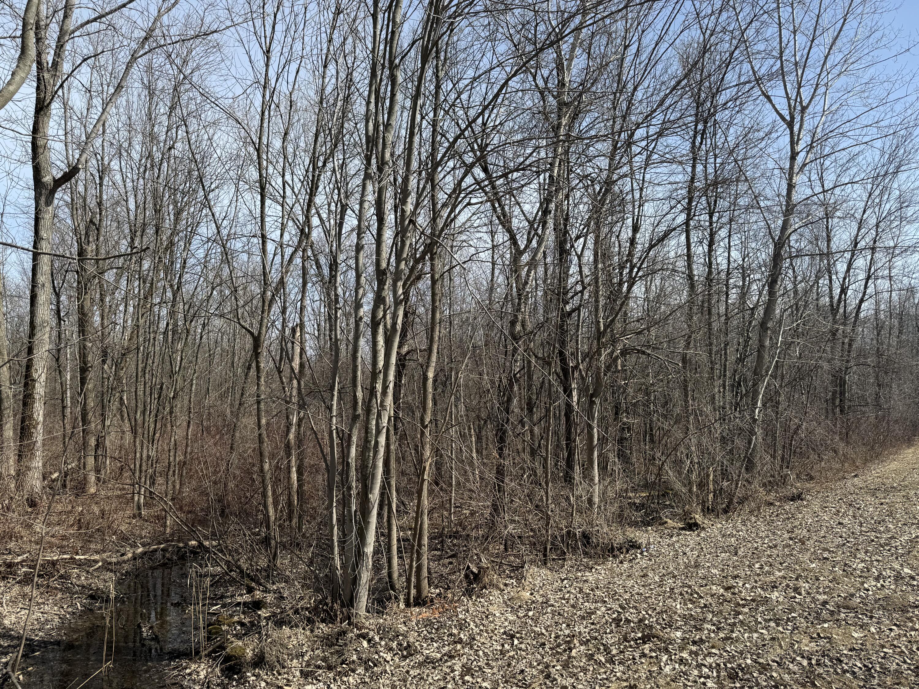 Cumberland Head Road, Plattsburgh, New York image 5
