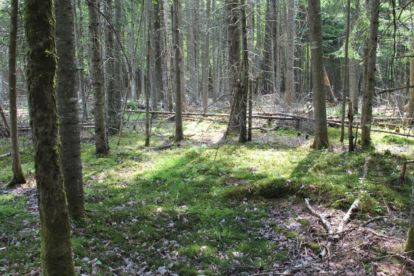 124 Fred Gay Road, Indian Lake, New York image 2