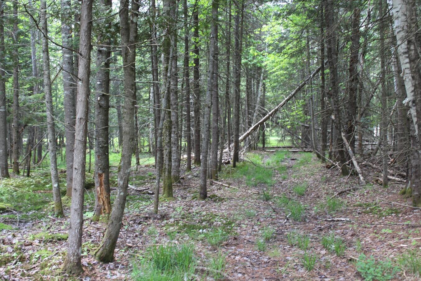 124 Fred Gay Road, Indian Lake, New York image 3