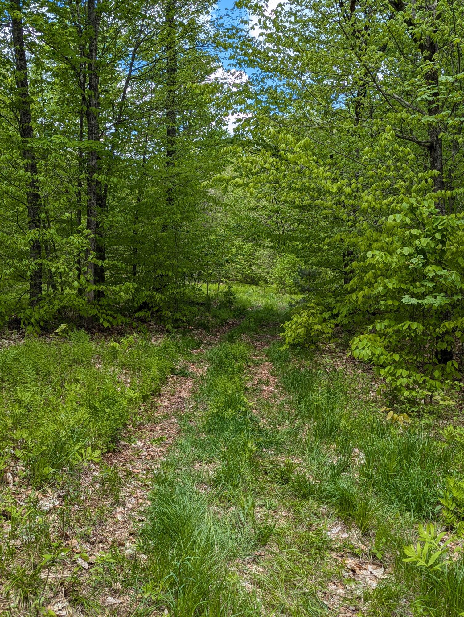 Lot #5 County Route 60, Rainbow Lake, New York image 5