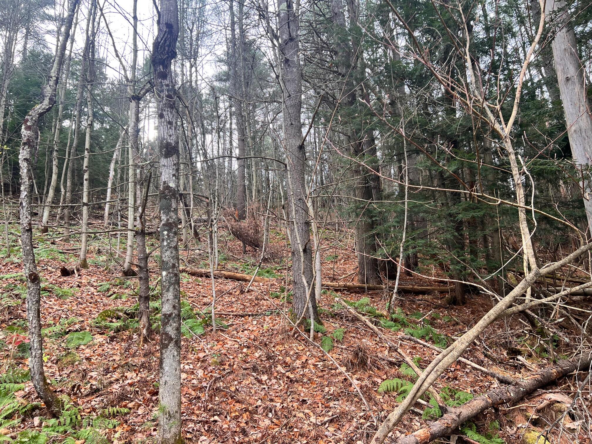 231 Burke Road, Keeseville, New York image 8