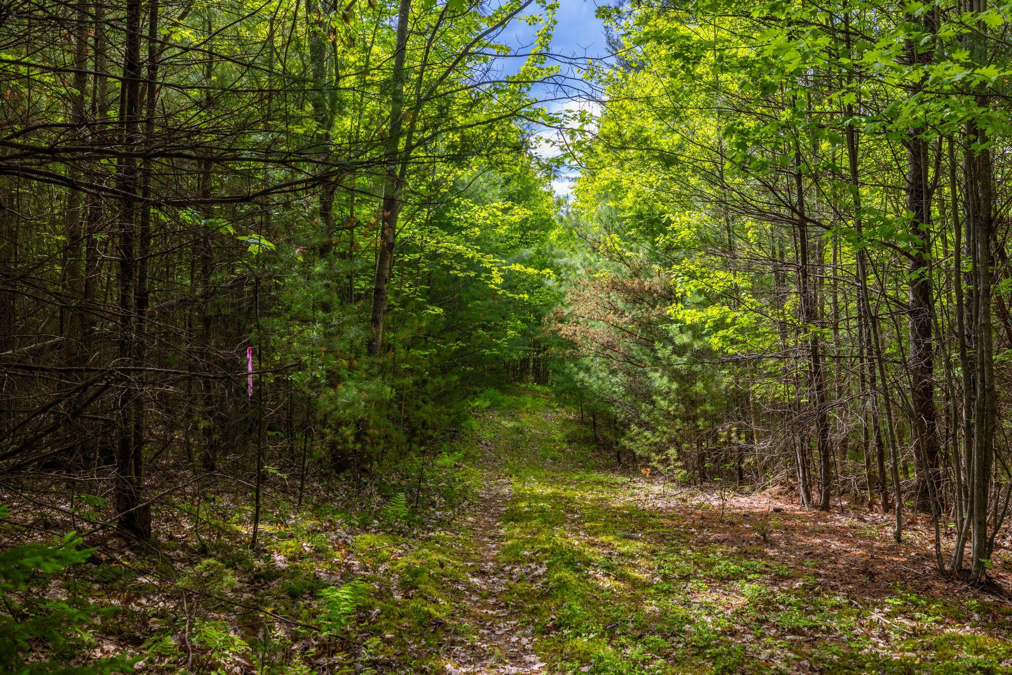 Lot 3 Wildernesscapes Way Way, Jay, New York image 7