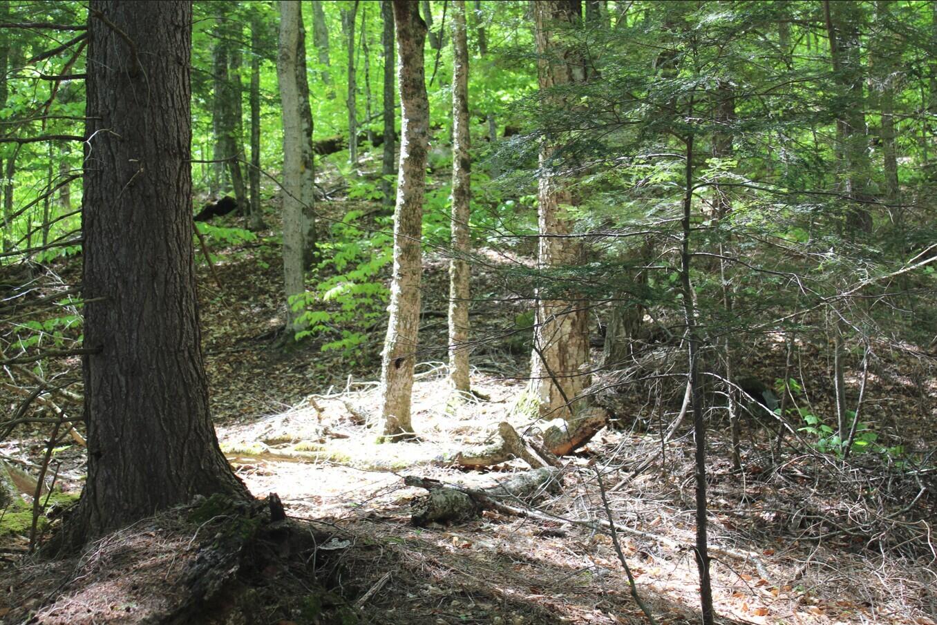 Griffin Road, Indian Lake, New York image 9