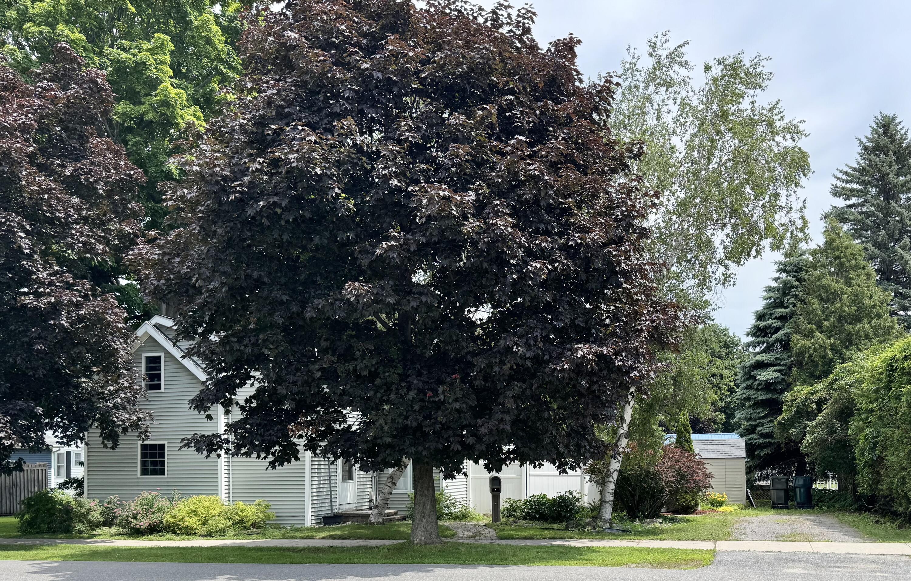 55 Maple Street