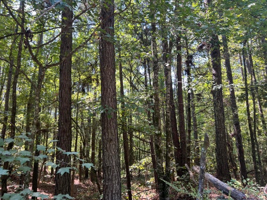 ADDRESS PRIVATE, KOSCIUSKO, MS 39090 - Image aee59df593d73472bc08dc7a3facd1db/2525696168