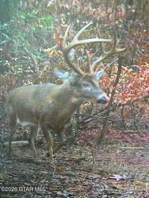 COUNTY RD 121, VARDAMAN, MS 38878 - Image c39960eee22097031e8d38d00a2307fa/1043431821