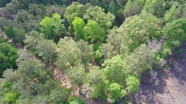 NEW LIGHT RD, STURGIS, MS 39769 - Image e607bdbb84d7b8dd9e6cbfe5cc6ed96e/1107408947