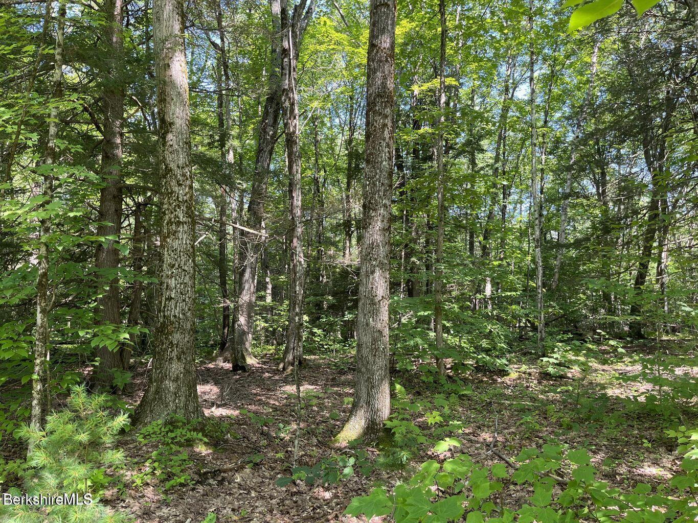 Lot # 1 Webster Rd, Tyringham, Massachusetts image 2