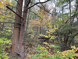 Goose Pond Rd, Tyringham, Massachusetts image 3