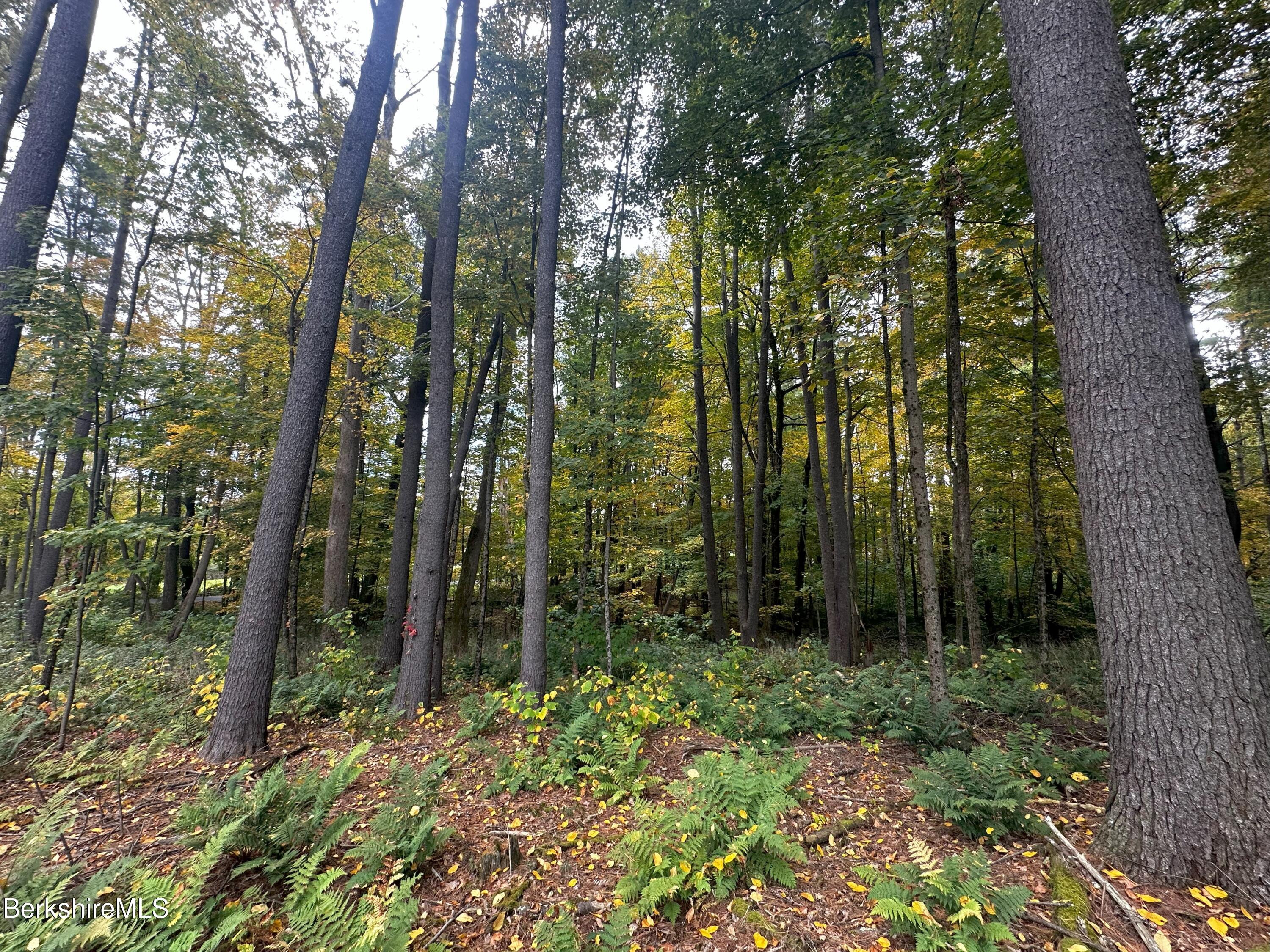 Blunt Rd, Egremont, Massachusetts image 4