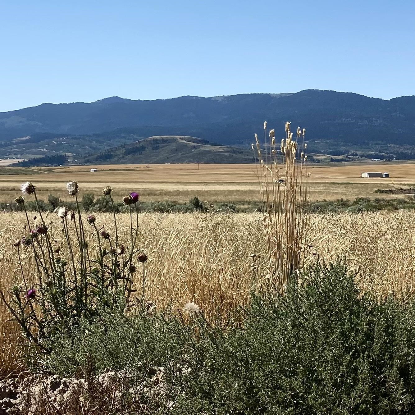 TBD Lakey Loop Lot 17, Soda Springs, Idaho image 10