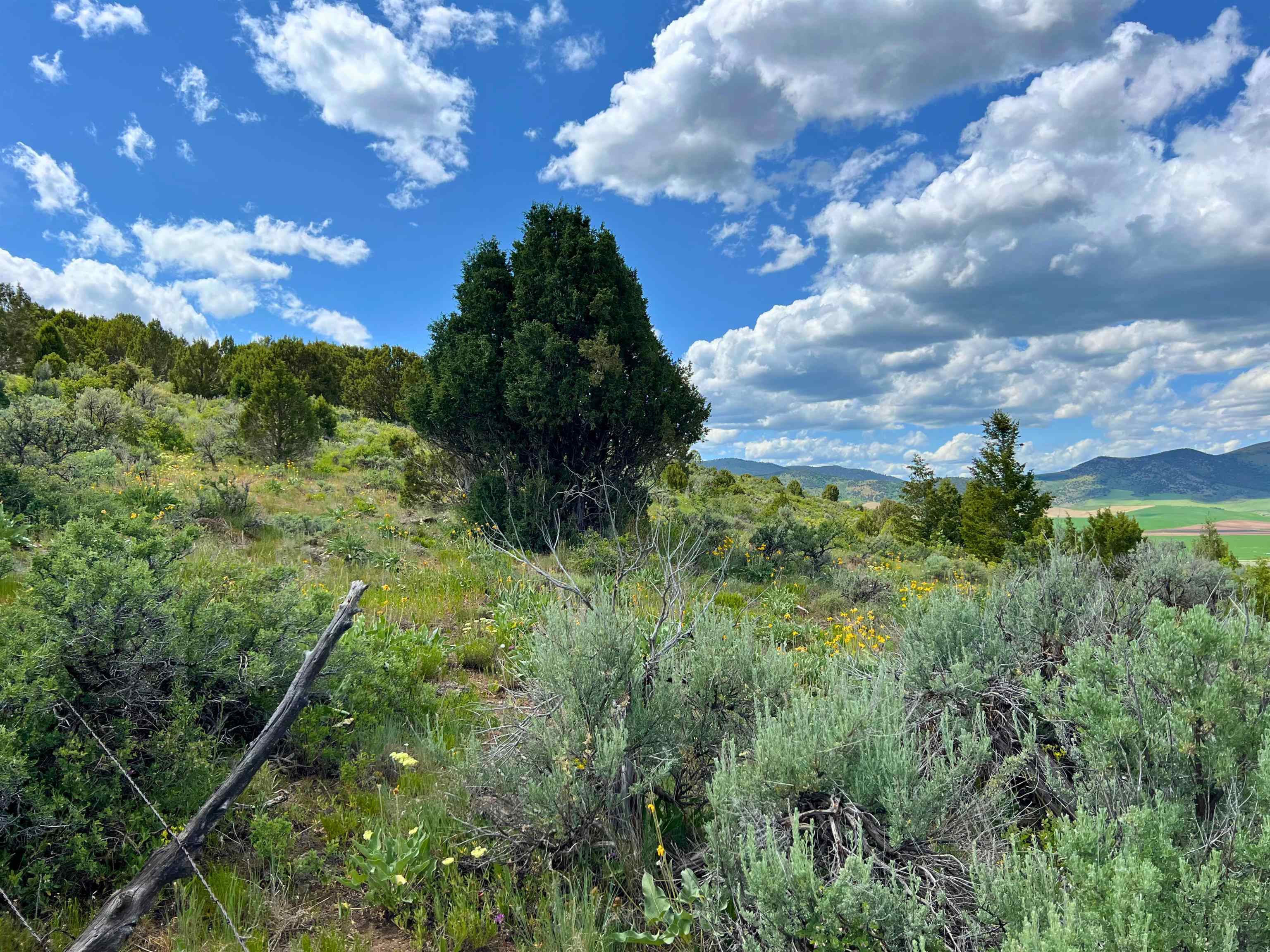 TBD Beaver Dam Rd, Grace, Idaho image 19